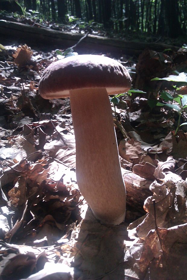 hríb dubový Boletus reticulatus Schaeff.