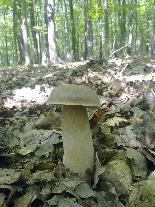 hríb dubový Boletus reticulatus Schaeff.