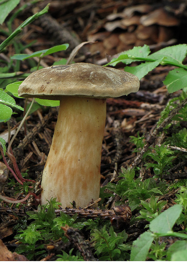 suchohríb plstnatý Boletus subtomentosus L.