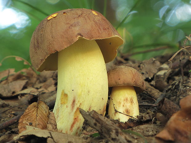 hríb príveskatý Butyriboletus appendiculatus (Schaeff. ex Fr.) Secr.