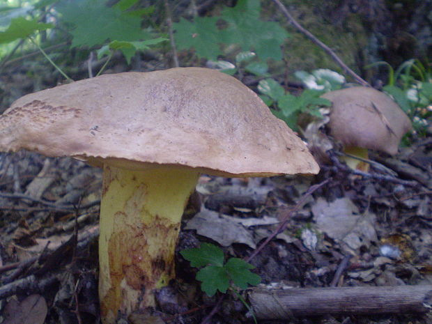 hríb príveskatý Butyriboletus appendiculatus (Schaeff. ex Fr.) Secr.