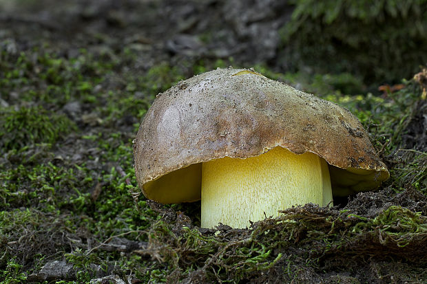 hríb príveskatý Butyriboletus appendiculatus (Schaeff. ex Fr.) Secr.