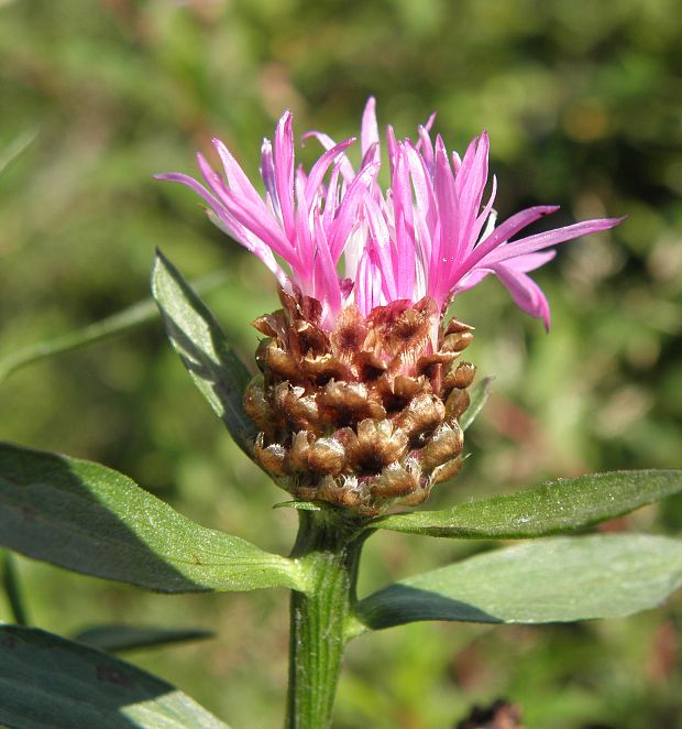 nevädza lúčna Centaurea jacea