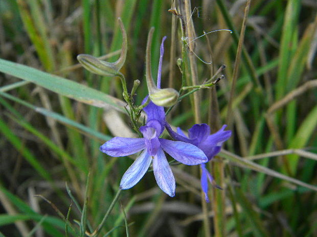 ostrôžka poľná metlinatá? Consolida regalis subsp. paniculata