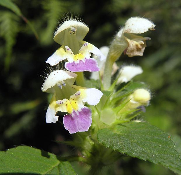 konopnica úhľadná Galeopsis speciosa Mill.