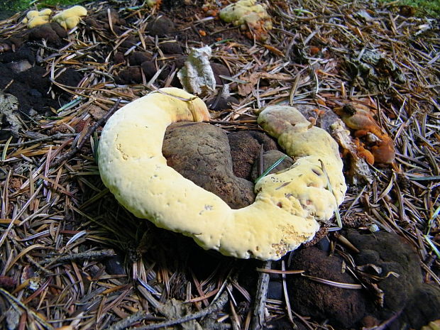 trámovka anízová Gloeophyllum odoratum (Wulfen) Imazeki