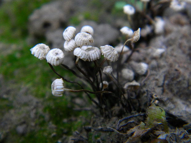 tanečnica čiernohlúbiková Gymnopus androsaceus (L.) Della Maggiora & Trassinelli