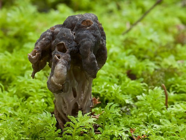 chriapač jamkatý Helvella lacunosa Afzel.