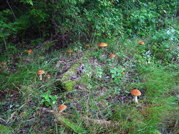 kozák osikový-křemenáč osikový Leccinum albostipitatum den Bakker & Noordel.