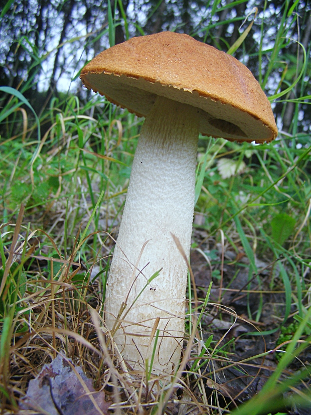 kozák osikový-křemenáč osikový Leccinum albostipitatum den Bakker & Noordel.