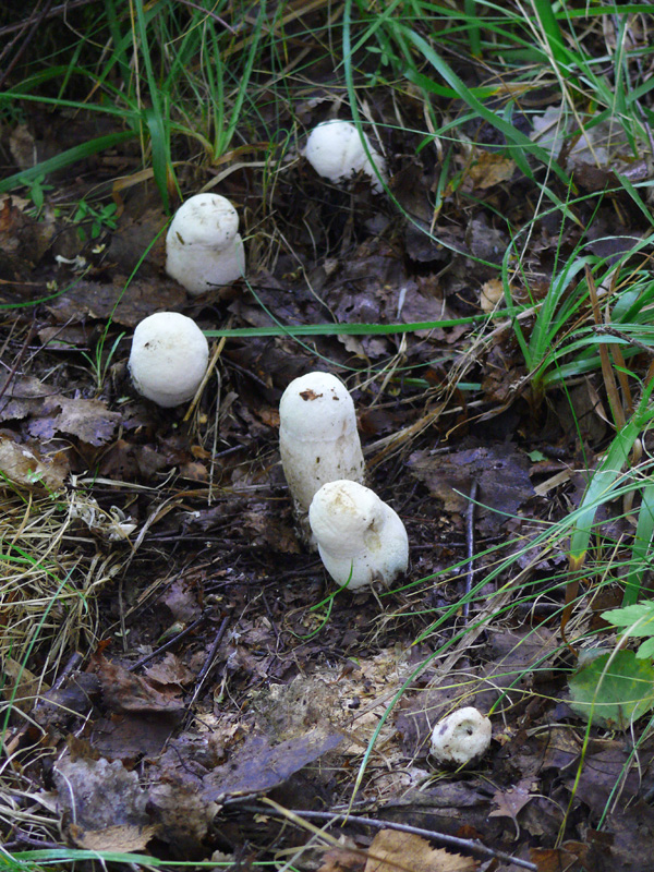 kozák belostný Leccinum percandidum (Vassilkov) Watling