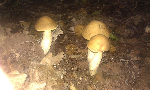 kozák hrabový Leccinum pseudoscabrum (Kallenb.) Šutara