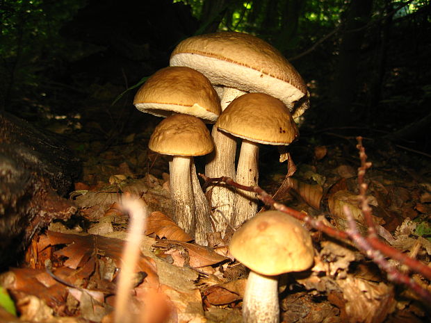 kozák Leccinum sp.