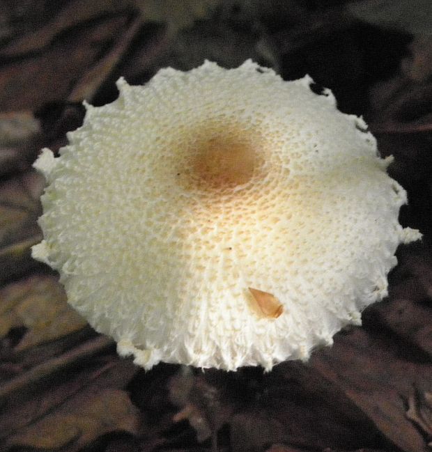 bedlička Lepiota sp.