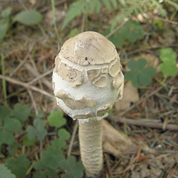 bedľa vysoká Macrolepiota procera (Scop.) Singer