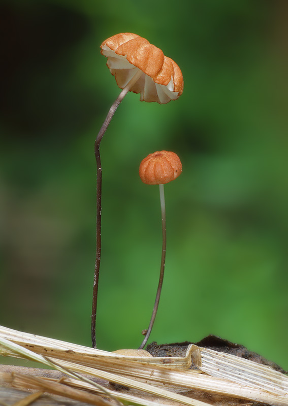 tanečnica travinná Marasmius graminum (Lib.) Berk.