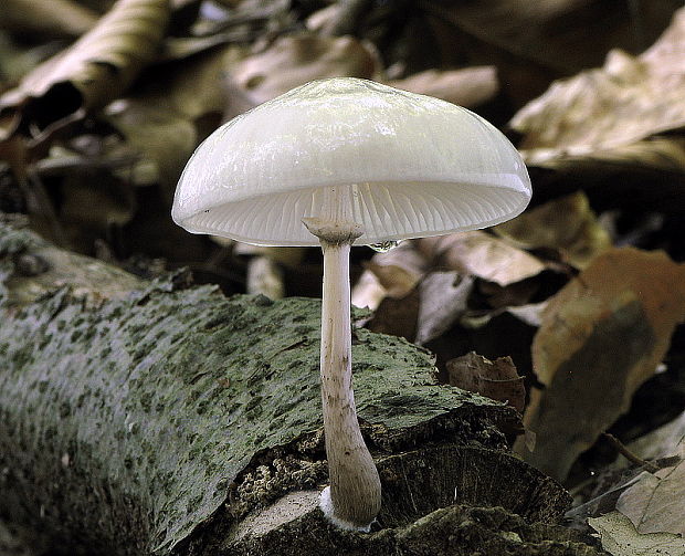 sliznačka obyčajná Mucidula mucida (Schrad.) Pat.