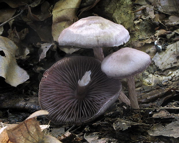 prilbička zúbkovaná Mycena pelianthina (Fr.) Quél.