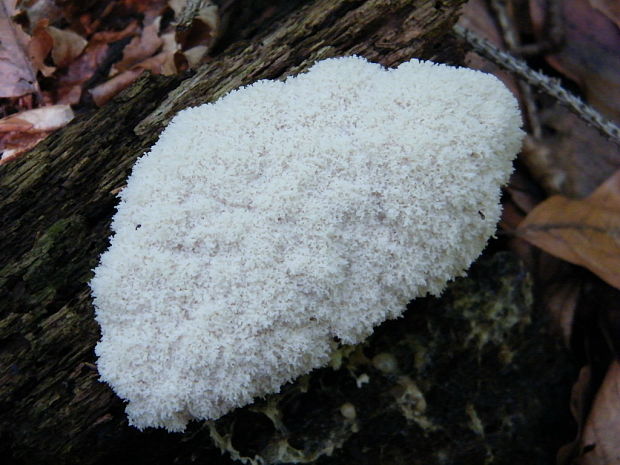 slizovka Myxomycetes