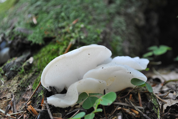 pajelenka želatínová Pseudohydnum gelatinosum (Scop.) P. Karst.