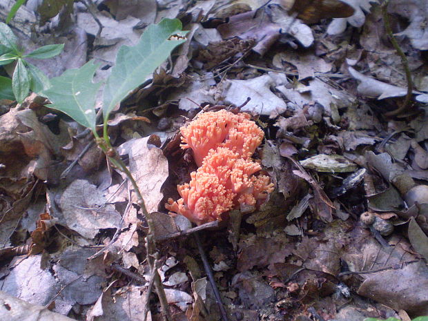 strapačka koralovitá Ramaria botrytis (Pers.) Ricken