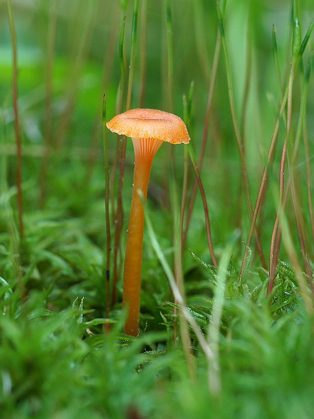 machovček oranžový Rickenella fibula (Bull.) Raithelh.