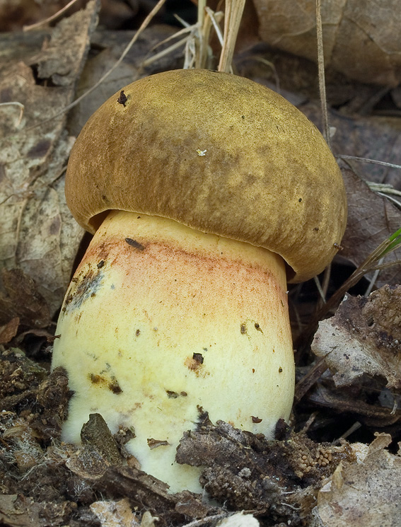 hríb zrnitohlúbikový Sutorius luridiformis (Rostk.) G. Wu & Zhu L. Yang