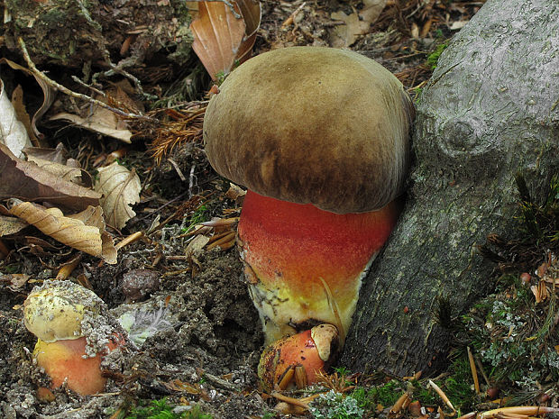 hríb zrnitohlúbikový Sutorius luridiformis (Rostk.) G. Wu & Zhu L. Yang