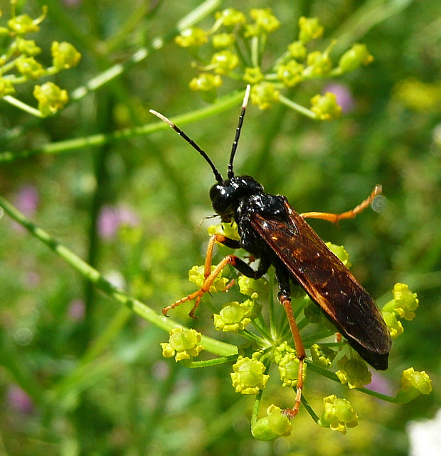 piliarka Tenthredo crassa