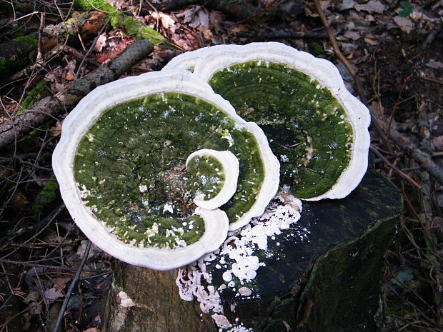 trúdnikovec hrbatý Trametes gibbosa (Pers.) Fr.