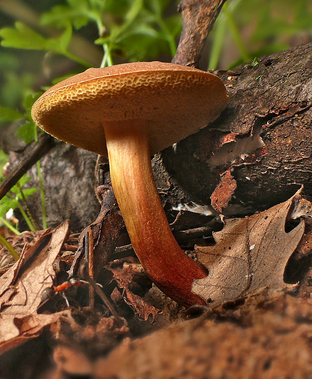 suchohríb Xerocomus sp.