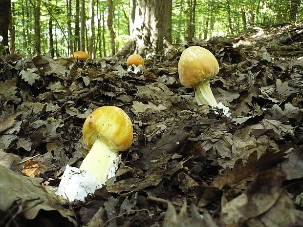 muchotrávka cisárska Amanita caesarea (Scop.) Pers.