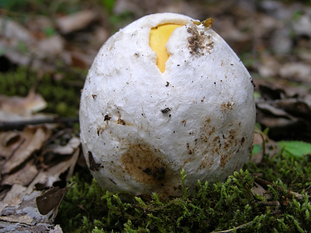 muchotrávka cisárska-muchomůrka císařská Amanita caesarea (Scop.) Pers.