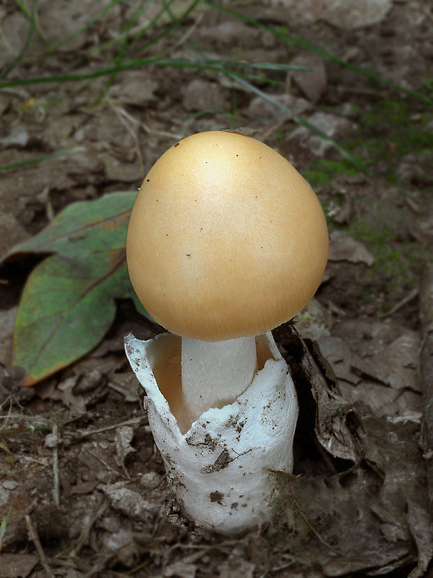 muchotrávka žltooranžová Amanita flavescens (E.-J. Gilbert & S. Lundell) Contu