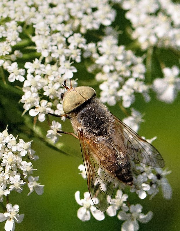 ovad Atylotus rusticus