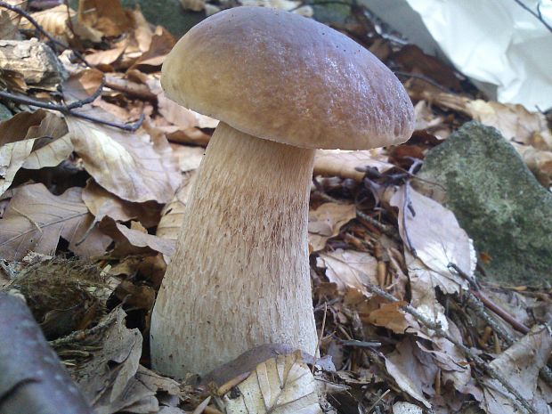 hríb smrekový Boletus edulis Bull.