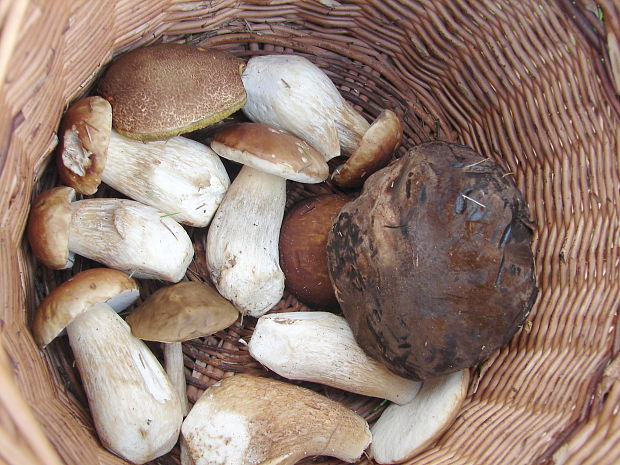 hríb smrekový Boletus edulis Bull.