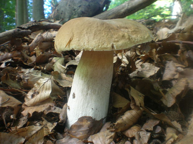 hríb smrekový Boletus edulis Bull.