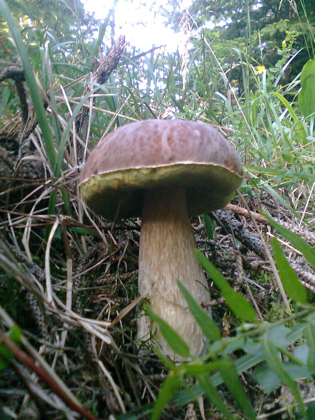 hríb smrekový Boletus edulis Bull.