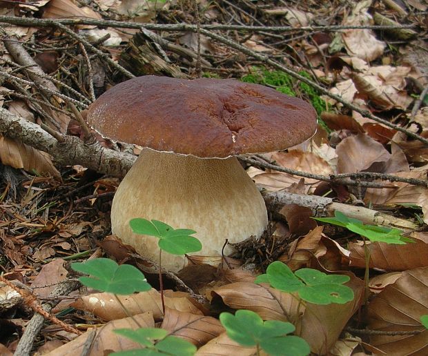 hríb smrekový Boletus edulis Bull.