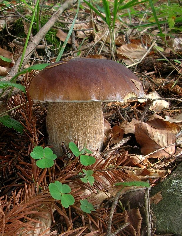 hríb smrekový Boletus edulis Bull.