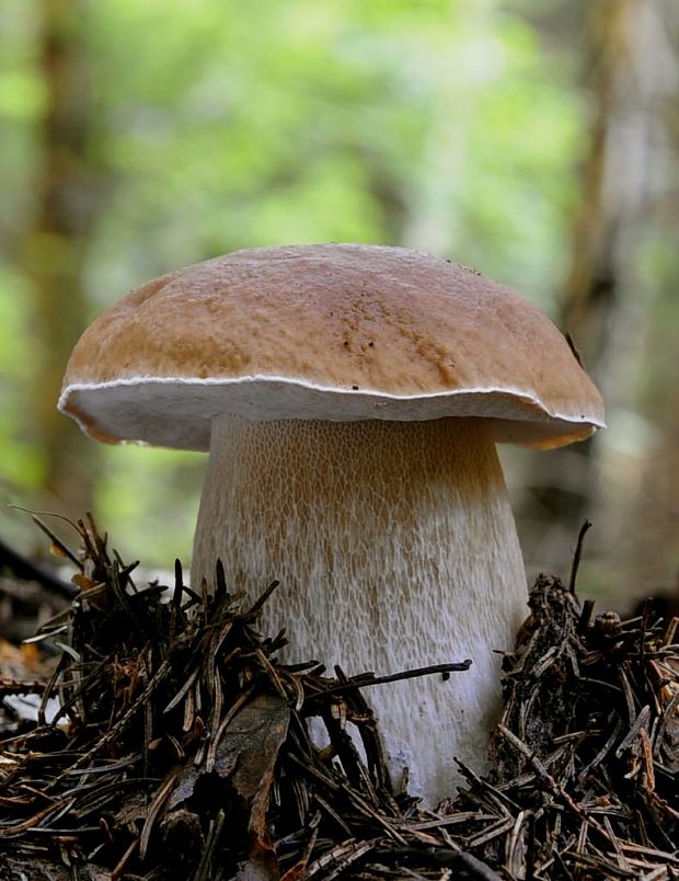 hríb smrekový Boletus edulis Bull.