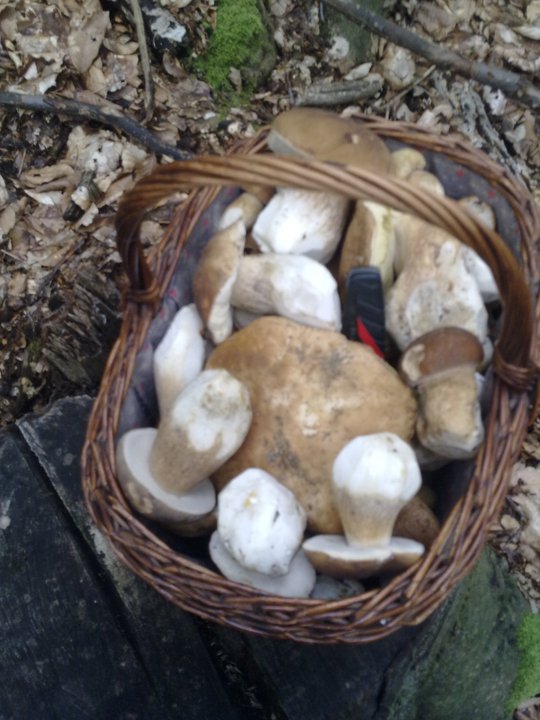 hríb dubový Boletus reticulatus Schaeff.