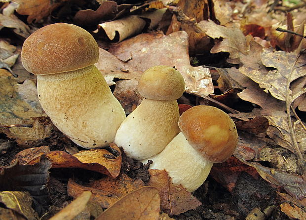 hríb dubový Boletus reticulatus Schaeff.