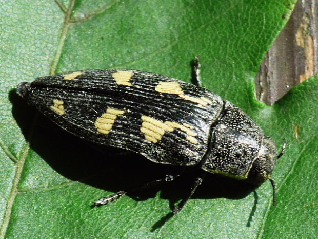 krasoň Buprestis novemmaculata