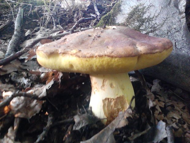 hríb príveskatý Butyriboletus appendiculatus (Schaeff. ex Fr.) Secr.