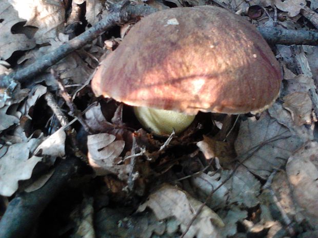 hríb príveskatý Butyriboletus appendiculatus (Schaeff. ex Fr.) Secr.