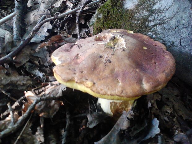 hríb príveskatý Butyriboletus appendiculatus (Schaeff. ex Fr.) Secr.