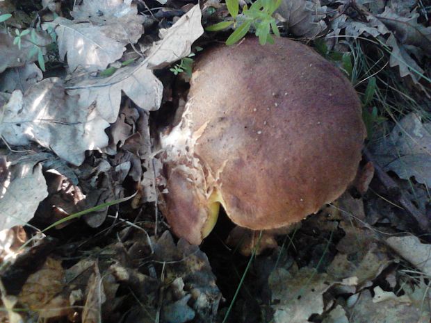 hríb príveskatý Butyriboletus appendiculatus (Schaeff. ex Fr.) Secr.