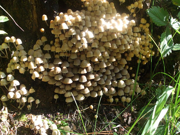 hnojník rozsiaty Coprinellus disseminatus (Pers.) J.E. Lange